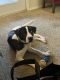American Staffordshire Terrier Puppies for sale in Summerville, SC, USA. price: $300