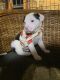 American Staffordshire Terrier Puppies for sale in Berwick, PA, USA. price: $500