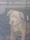 American Staffordshire Terrier Puppies for sale in Conway, AR, USA. price: $350
