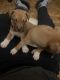 American Staffordshire Terrier Puppies for sale in 566 Greene Ave, Brooklyn, NY 11216, USA. price: $3,000