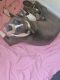 American Staffordshire Terrier Puppies for sale in Houston, TX 77071, USA. price: NA