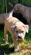 American Staffordshire Terrier Puppies for sale in Savannah, GA 31419, USA. price: $650