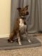 American Staffordshire Terrier Puppies for sale in Woodburn, OR 97071, USA. price: $600