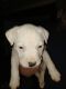 American Staffordshire Terrier Puppies for sale in Harrisburg, PA, USA. price: $3,000