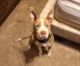 American Staffordshire Terrier Puppies for sale in Minneapolis, MN, USA. price: $300