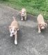 American Staffordshire Terrier Puppies for sale in Bartlett, TN, USA. price: $500
