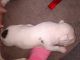 American Staffordshire Terrier Puppies for sale in Columbus, OH, USA. price: $150