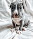 American Staffordshire Terrier Puppies for sale in Mendon, MI 49072, USA. price: $300
