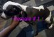 American Staffordshire Terrier Puppies for sale in Kansas City, MO, USA. price: $400