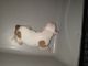 American Staffordshire Terrier Puppies for sale in Norcross, GA, USA. price: $800