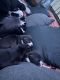 American Staffordshire Terrier Puppies for sale in Detroit, MI 48227, USA. price: $750