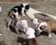 American Staffordshire Terrier Puppies for sale in Cincinnati, OH, USA. price: $300