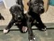 American Staffordshire Terrier Puppies for sale in 8892 N 114th Ave, Peoria, AZ 85345, USA. price: $200