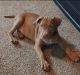 American Staffordshire Terrier Puppies for sale in Cypress, TX, USA. price: $200