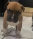 American Staffordshire Terrier Puppies for sale in Toledo, OH, USA. price: $200
