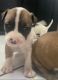 American Staffordshire Terrier Puppies