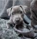 American Staffordshire Terrier Puppies for sale in Washington, DC, USA. price: $900