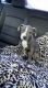American Staffordshire Terrier Puppies for sale in Scott, LA, USA. price: $200