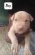 American Staffordshire Terrier Puppies for sale in Roper, NC 27970, USA. price: NA