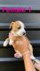American Staffordshire Terrier Puppies for sale in Lumber Bridge, NC 28357, USA. price: NA