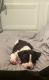 American Staffordshire Terrier Puppies for sale in Las Vegas, NV, USA. price: $1,500