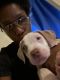 American Staffordshire Terrier Puppies for sale in Brooklyn, NY, USA. price: $925