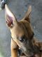 American Staffordshire Terrier Puppies for sale in Marietta, GA, USA. price: NA