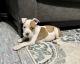 American Staffordshire Terrier Puppies for sale in Brighton, TN, USA. price: NA