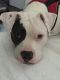 American Staffordshire Terrier Puppies for sale in Massena, NY 13662, USA. price: $600