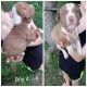 American Staffordshire Terrier Puppies for sale in Flint, MI, USA. price: $250