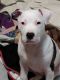 American Staffordshire Terrier Puppies for sale in Chehalis, WA 98532, USA. price: NA