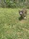 American Staffordshire Terrier Puppies for sale in Washington, DC 20020, USA. price: NA