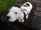 American Staffordshire Terrier Puppies for sale in Chehalis, WA 98532, USA. price: $400