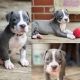 American Staffordshire Terrier Puppies