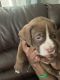 American Staffordshire Terrier Puppies for sale in Cincinnati, OH, USA. price: $100
