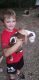 American Staffordshire Terrier Puppies for sale in Winston-Salem, NC, USA. price: $350