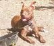 American Staffordshire Terrier Puppies for sale in St. Louis, MO, USA. price: $250