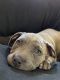 American Staffordshire Terrier Puppies for sale in Lebanon, TN, USA. price: $1,500
