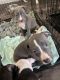 American Staffordshire Terrier Puppies for sale in San Marcos, TX, USA. price: NA