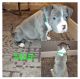 American Staffordshire Terrier Puppies for sale in Las Vegas, NV, USA. price: $500