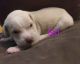 American Staffordshire Terrier Puppies for sale in Phoenix, AZ 85017, USA. price: NA