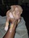 American Staffordshire Terrier Puppies for sale in Moline, IL, USA. price: $300