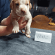 American Staffordshire Terrier Puppies for sale in Peoria, IL, USA. price: $500