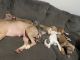 American Staffordshire Terrier Puppies for sale in Clinton, TN 37716, USA. price: $1,000
