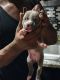 American Staffordshire Terrier Puppies for sale in Arlington, TX, USA. price: $250