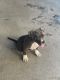 American Staffordshire Terrier Puppies for sale in New York, NY 10037, USA. price: $2,000