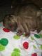 American Staffordshire Terrier Puppies for sale in Louisville, KY, USA. price: NA
