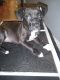 American Staffordshire Terrier Puppies for sale in Columbus, OH 43223, USA. price: $85