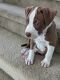 American Staffordshire Terrier Puppies for sale in Chula Vista, CA, USA. price: $400
