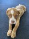 American Staffordshire Terrier Puppies for sale in S Fiske Blvd & Barton Blvd, Rockledge, FL 32955, USA. price: $350